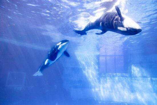 名古屋港水族館